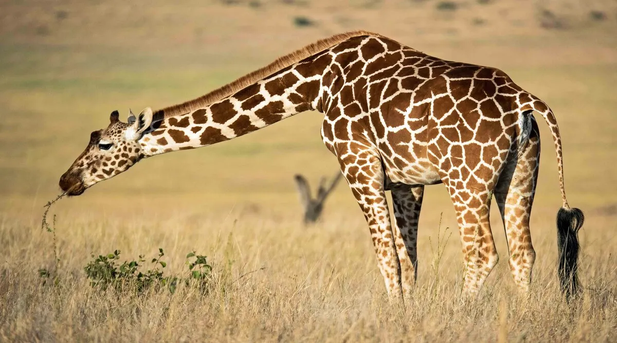 Kenya Classic Safari