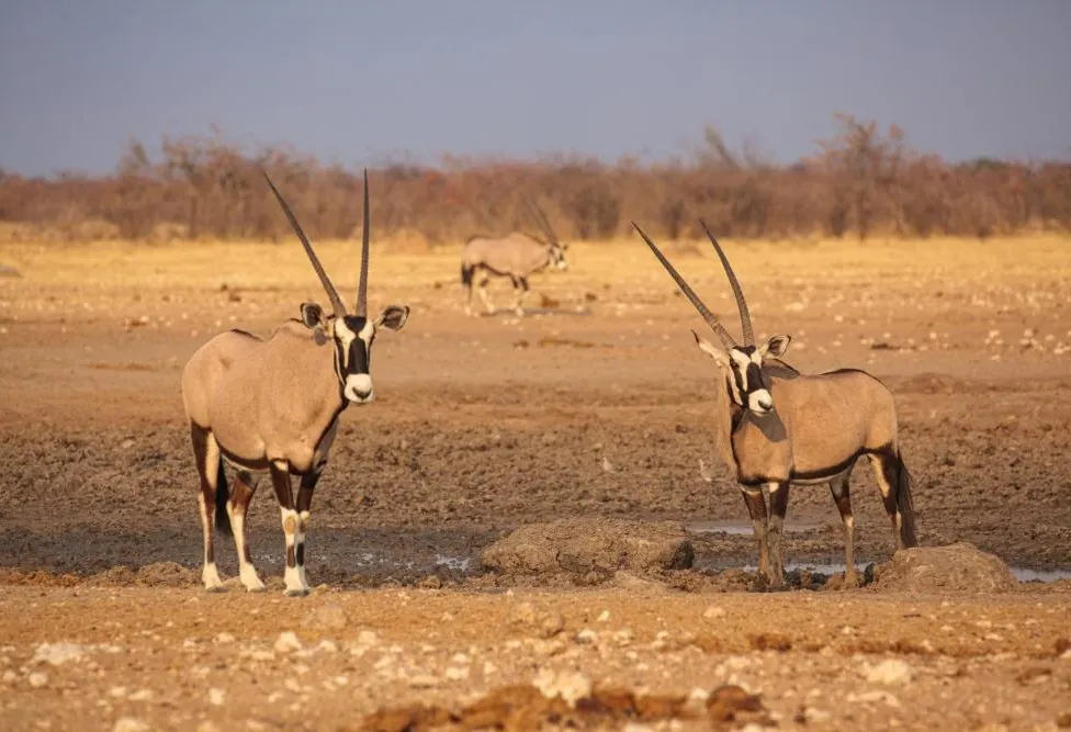 Damaraland