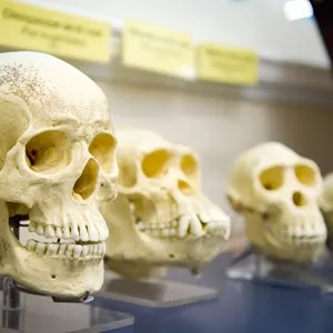 Anatomy Museum