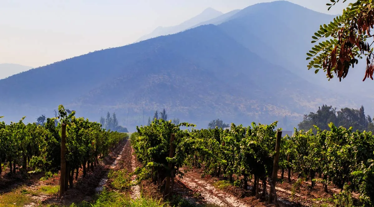 Gourmet Wine and Culinary Journey Through South America