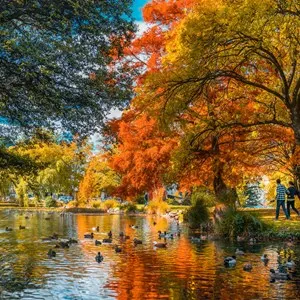 golden autums in Queenstown