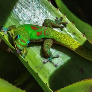 day gecko sticks his tongue out for the camera, taken in Foster Botanical Garden in Honolulu