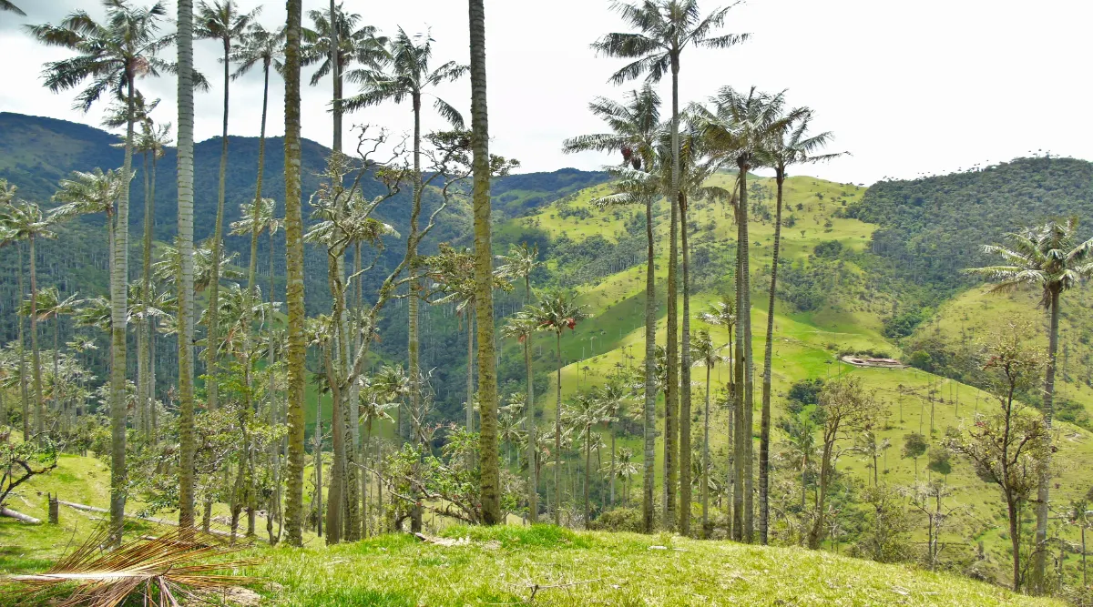 Colombia's Coffee Culture Private Journey