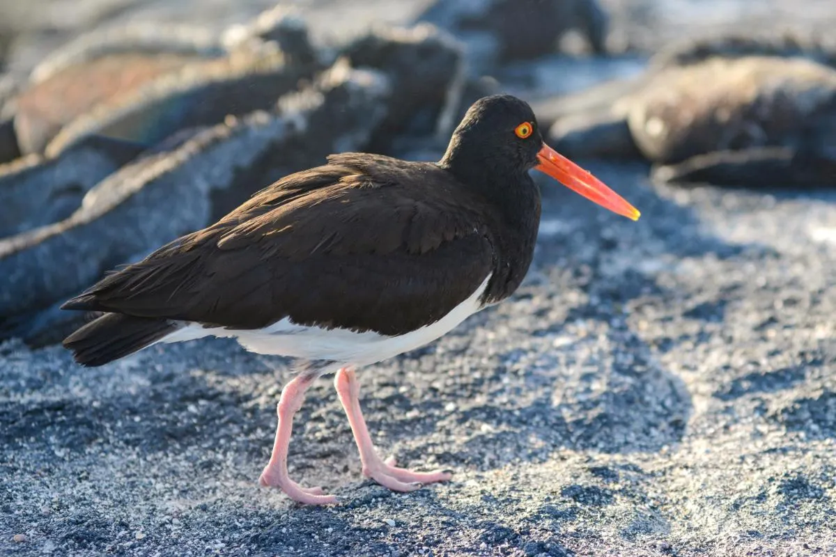 Galapagos Northern Route Cruise Aboard MC Alya 