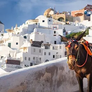 Donkey Ride