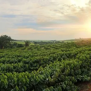 Coffee plantation during sunset