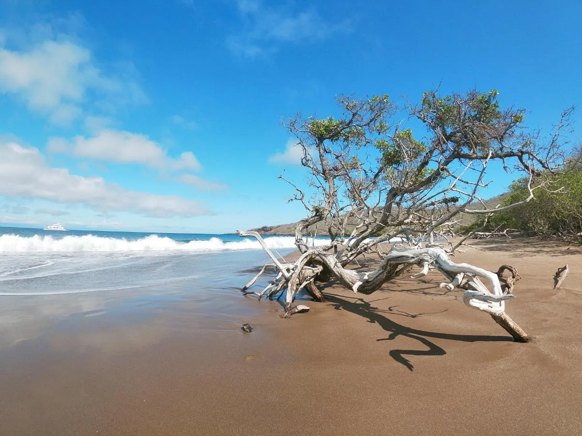Galapagos Northern Route Cruise Aboard MC Alya 