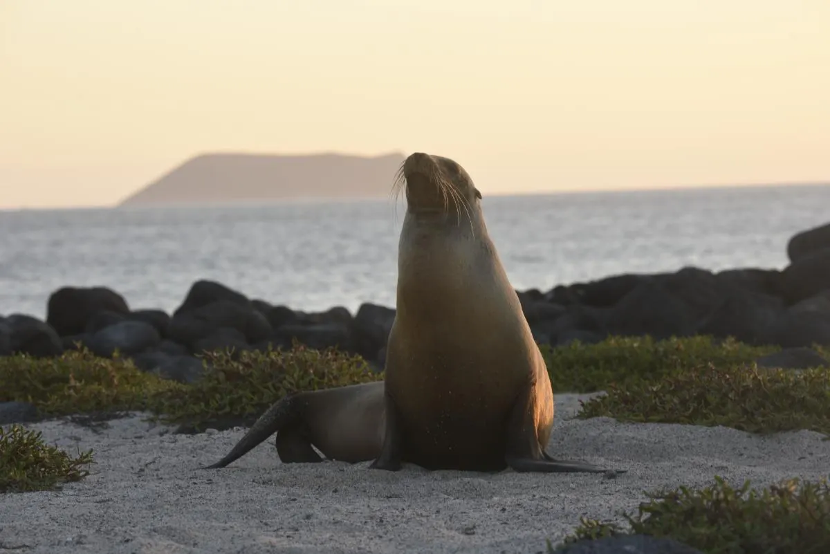 Galapagos Northern Route Six Days Aboard MC EcoGalaxy 