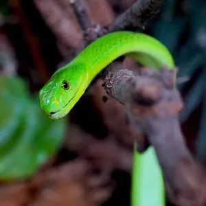 Snake