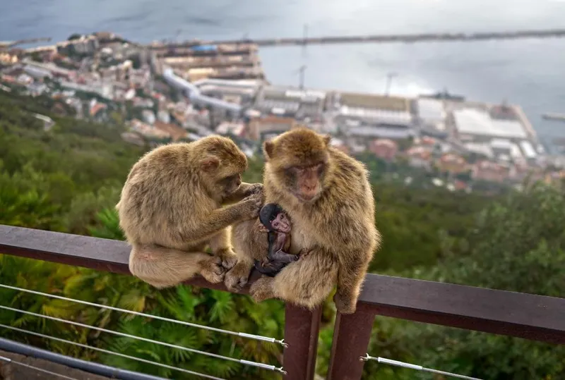 Gibraltar
