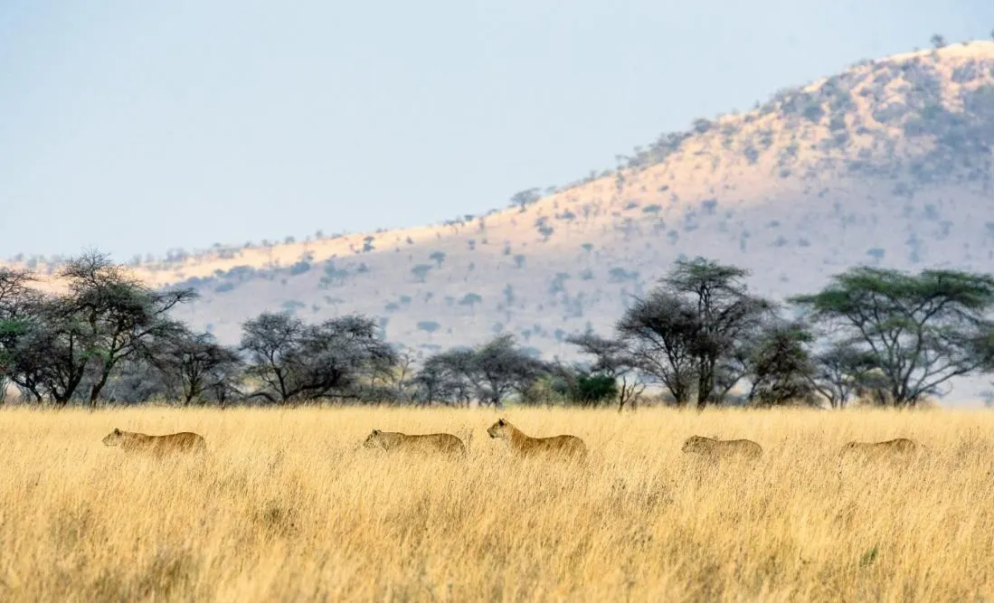 A Taste of Tanzania