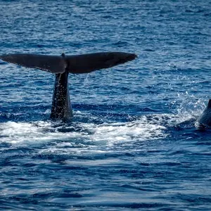 Whale Watching