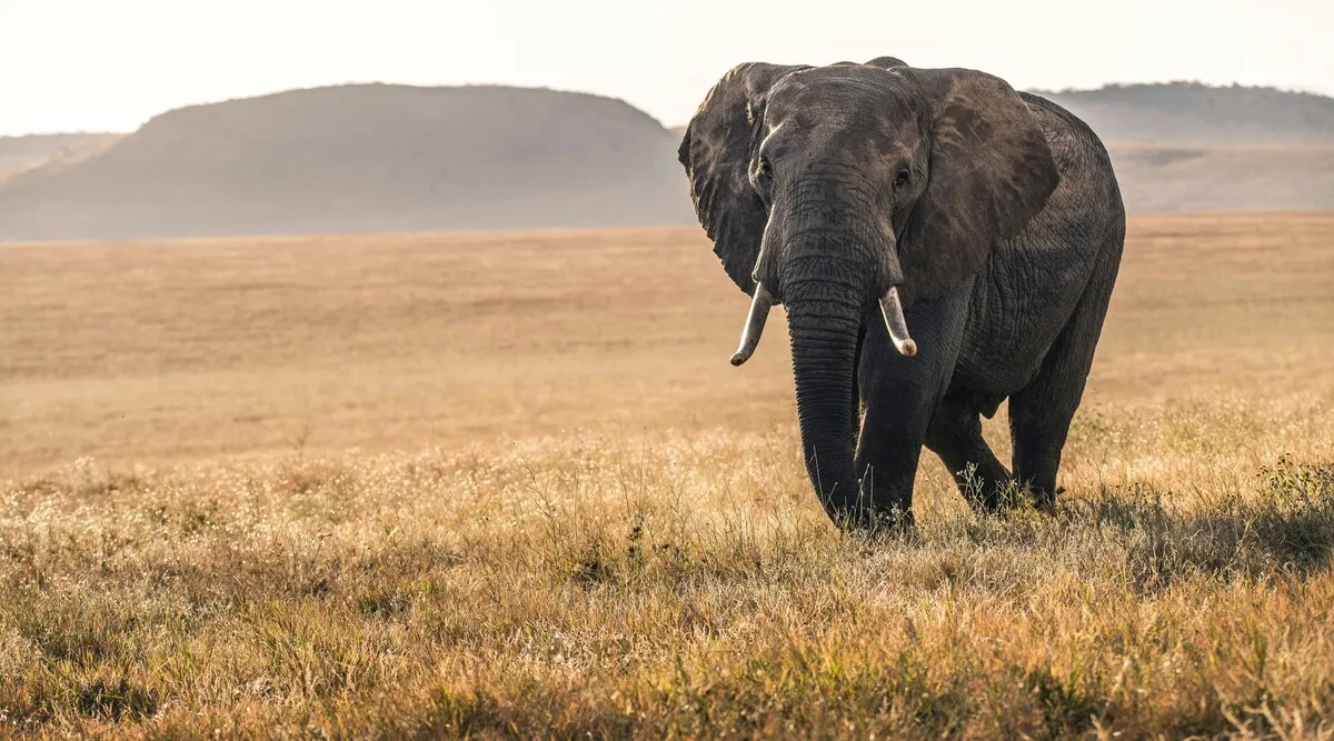 Kenya Classic Safari
