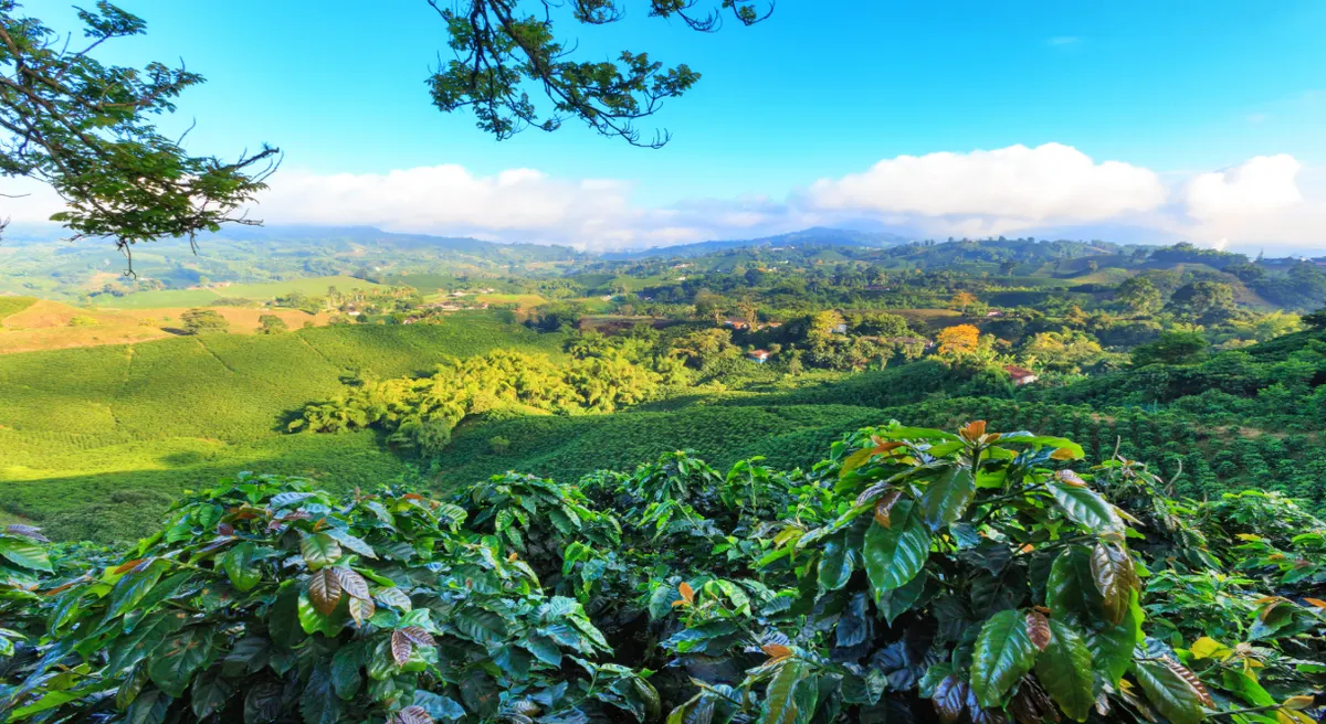 Colombia's Coffee Culture Private Journey