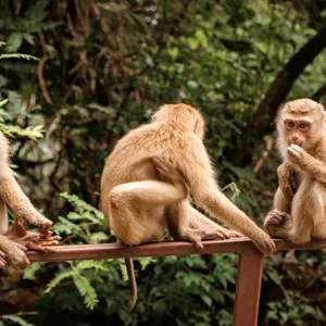 Monkey Hill Viewpoint