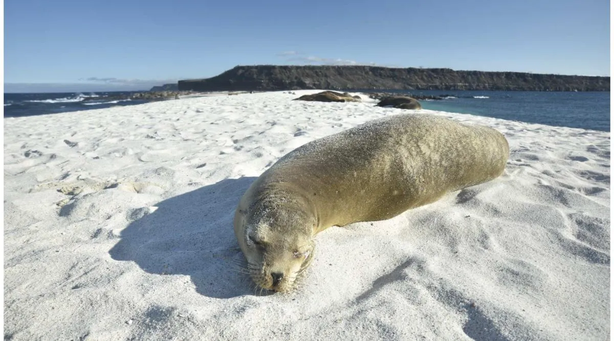 Western Galapagos Wildlife and Volcanic Wonders Cruise