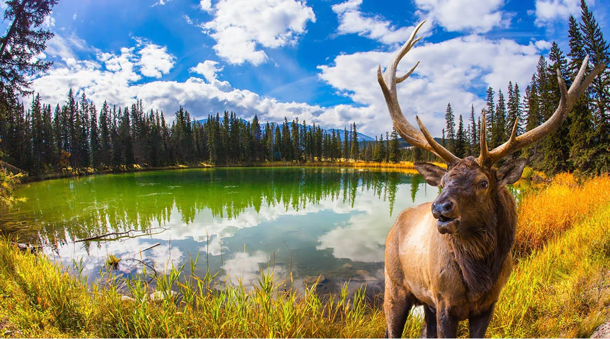 Calgary to Edmonton Rockies Explorer Self Drive Discovery