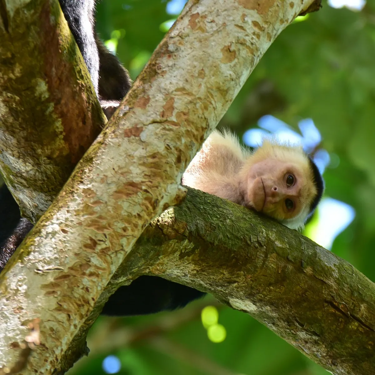 Costa Rica Explorer