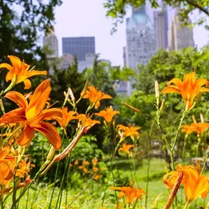 City Parks