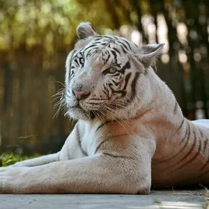White tiger in the Bali Zoo