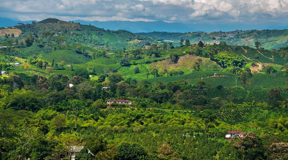 Colombia's Coffee Culture Private Journey