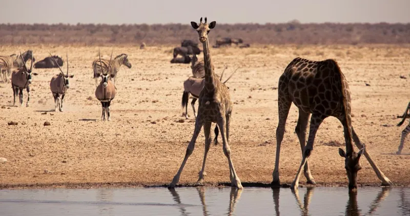 Damaraland