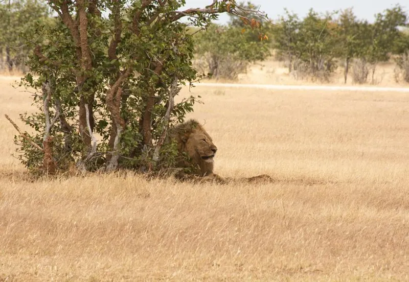 Etosha