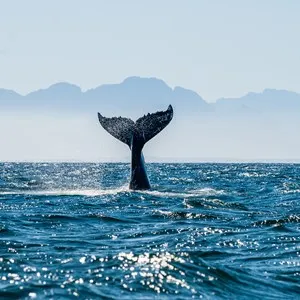 Baja Outback Tours