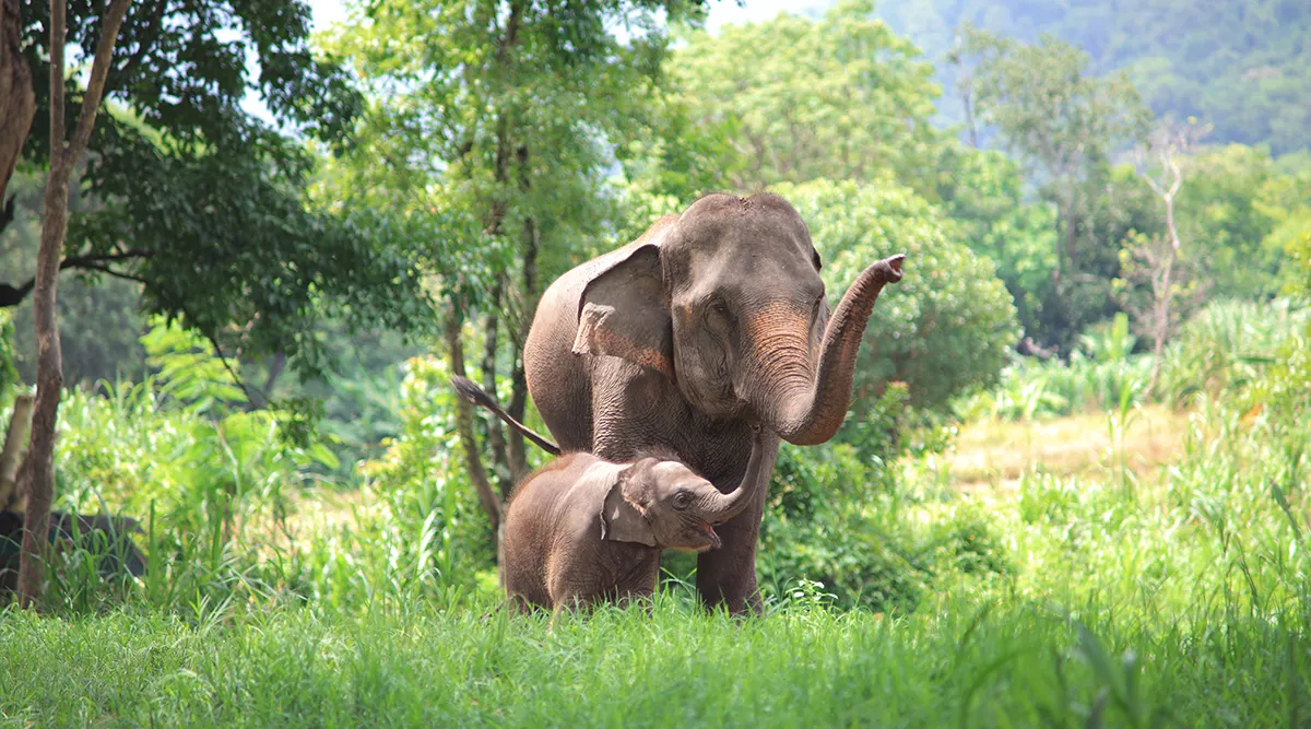 Thailand A la Carte Private Vacation
