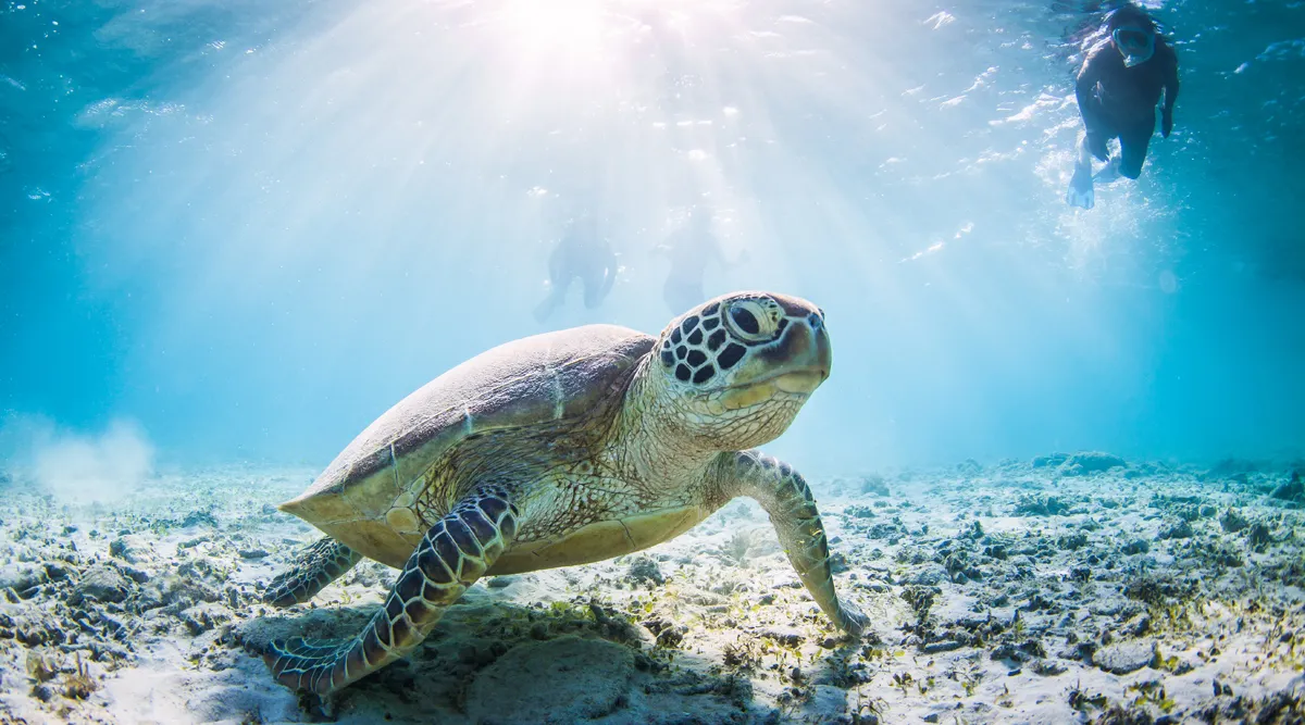 The Great Barrier Reef Escapade