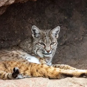 Bobcat at the Arizona Sonoran Desert Museum in Tucson