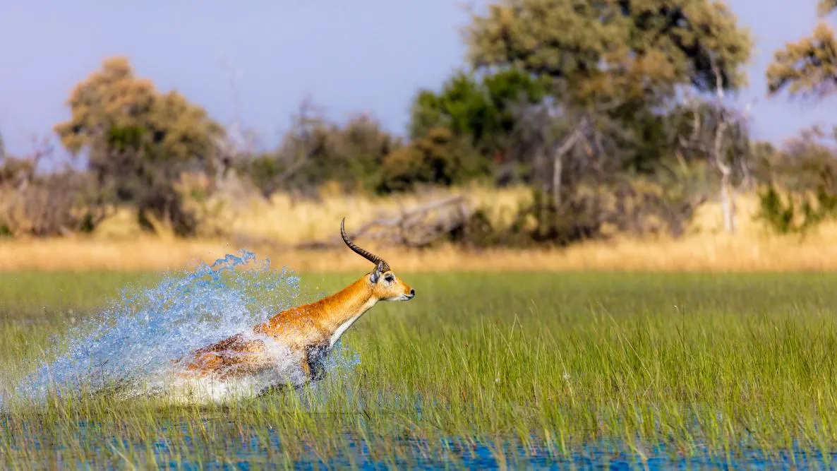 Luxury Okavango Delta Safari