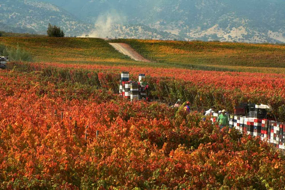 Chilean Patagonia and Wine Country Explorer