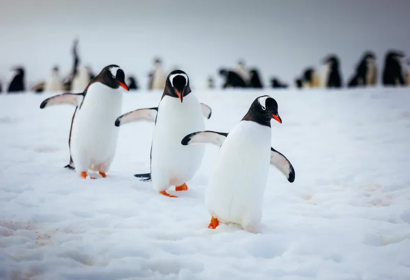 Antarctica