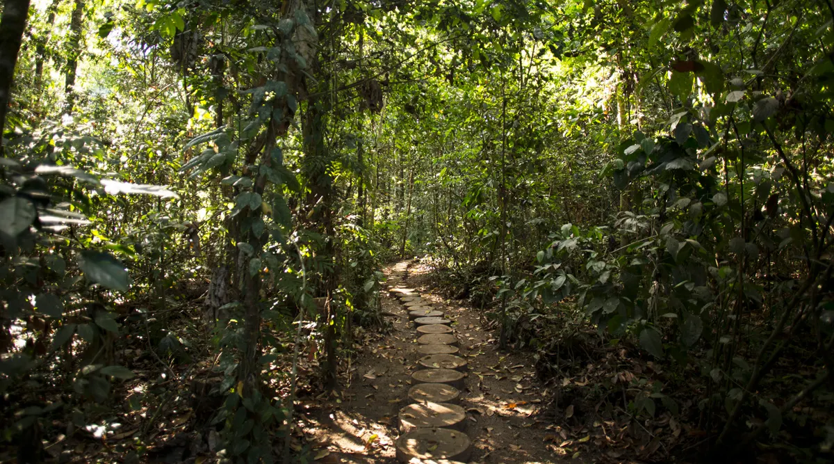 Amazon Escapade