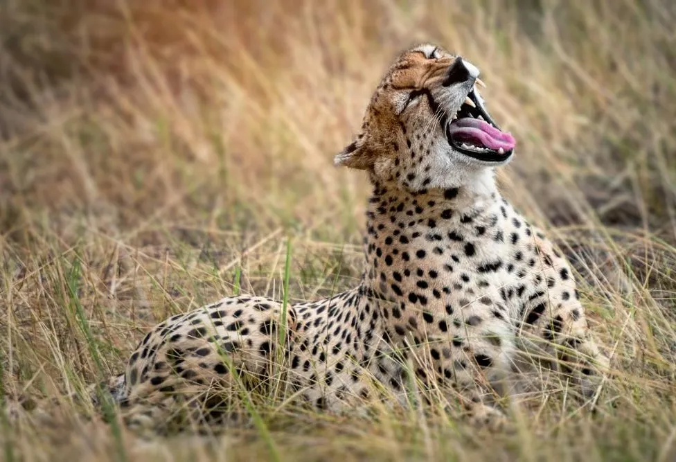 A Taste of Tanzania