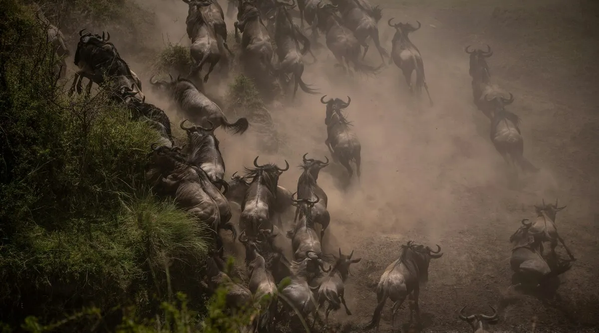 East African Explorer Shared Kenya & Tanzania Safari 