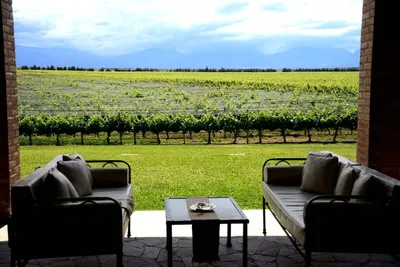 Andean Wine and Culinary Explorer