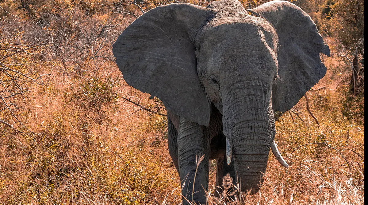 South Africa Explorer