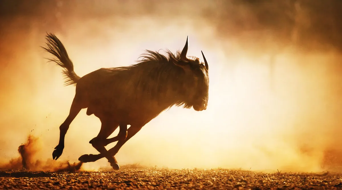 Kruger National Park Fly In Safari 
