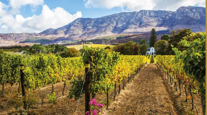 Cape Winelands