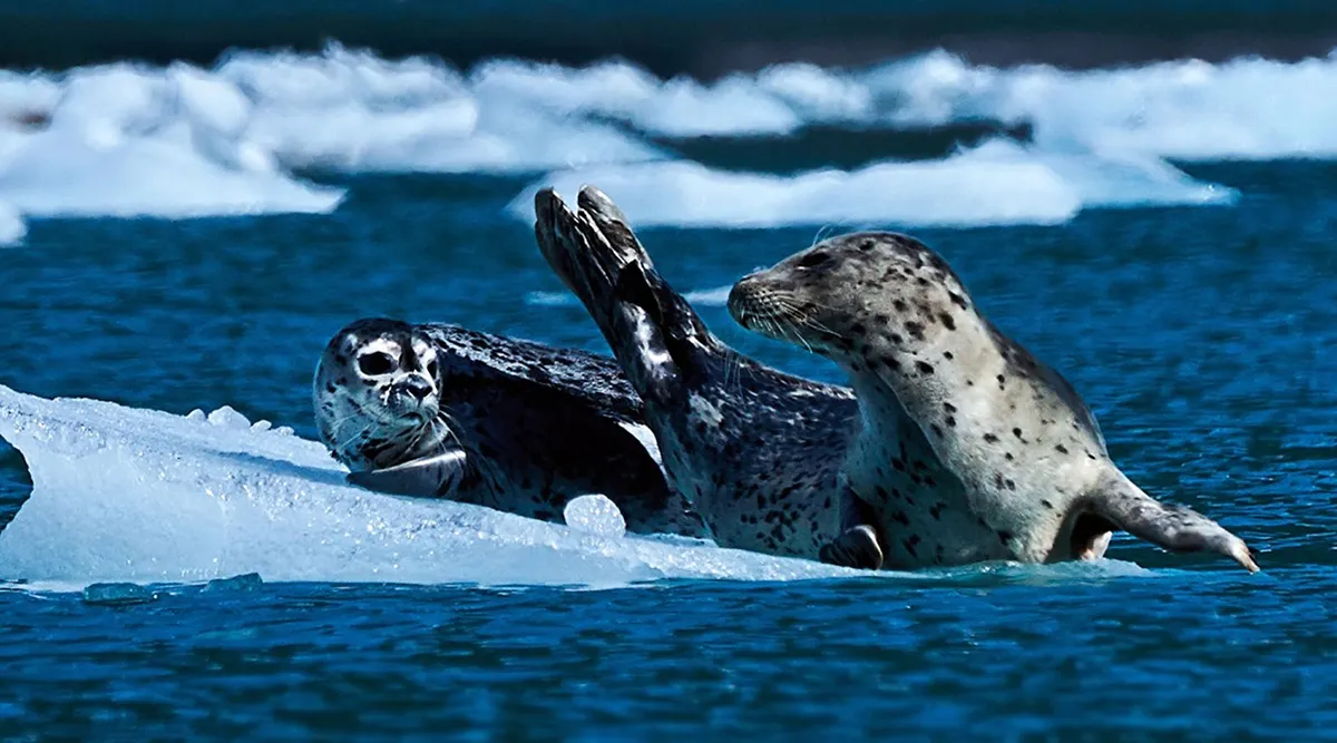 Alaska Adventure