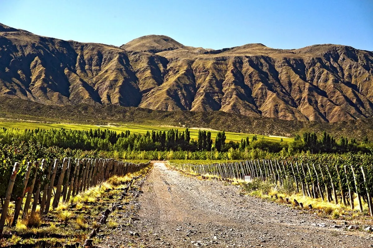 Andean Wine and Culinary Explorer