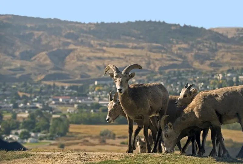 Kamloops