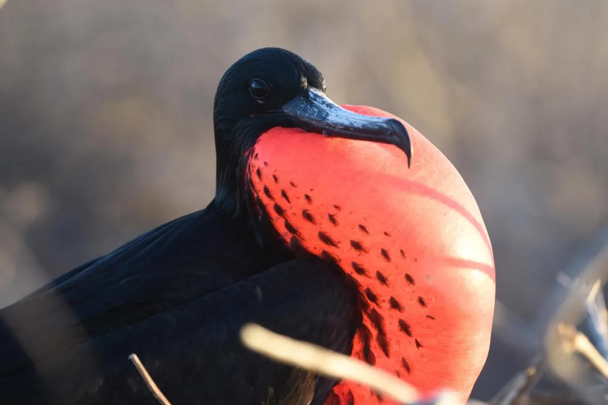 Galapagos Northern Route Cruise Aboard MC Alya 