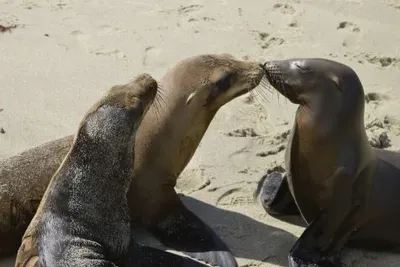 Peru Machu Picchu and Galapagos Islands CruiseImage