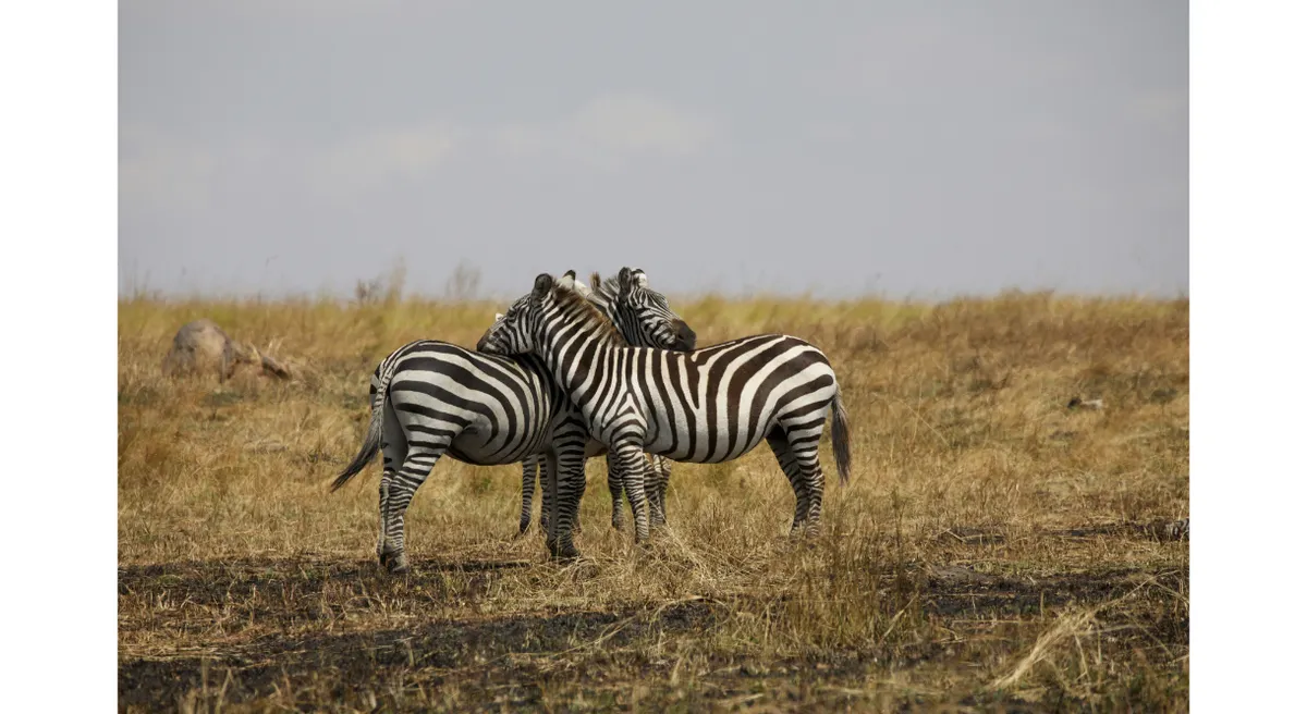 Tanzania Classic Safari