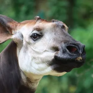 Antwerp Zoo