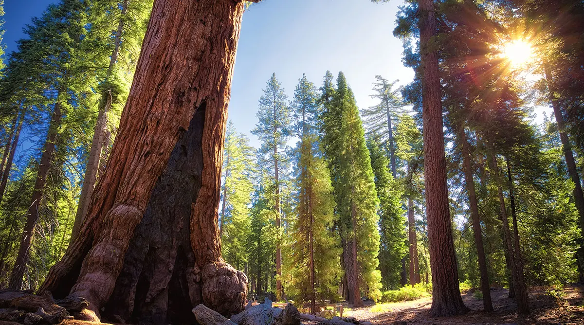 San Francisco And Yosemite Self Drive Explorer