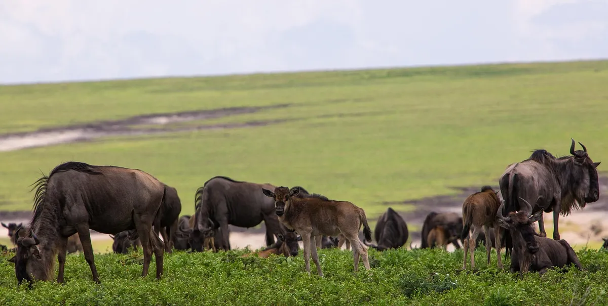 Tanzania Classic Safari